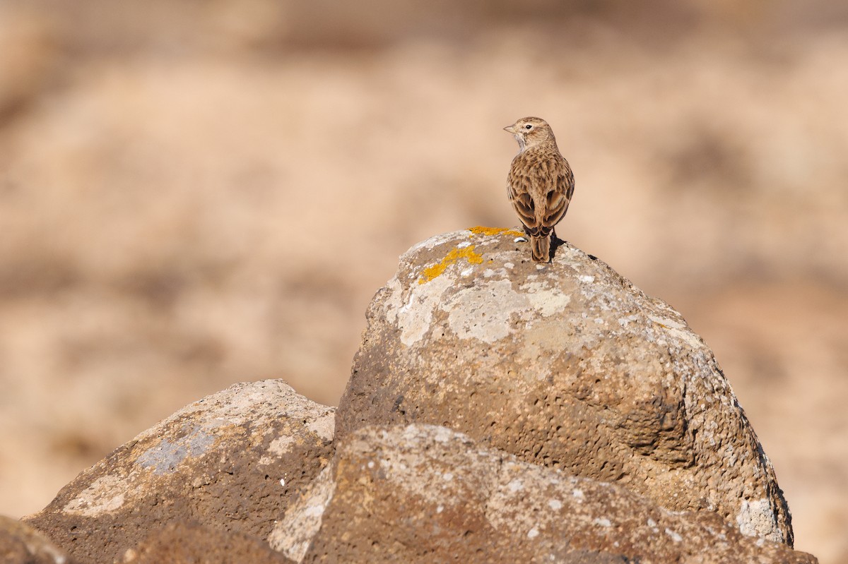 Alouette pispolette - ML645396565