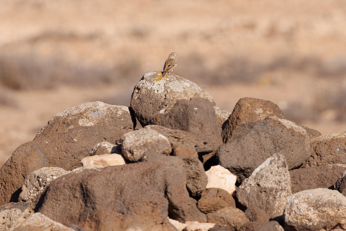 Alouette pispolette - ML645396566