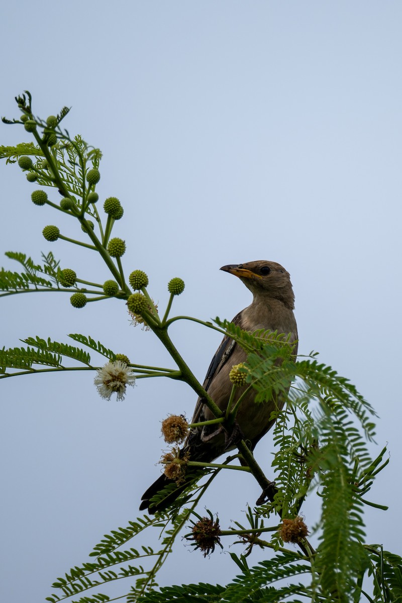 Rosy Starling - ML645396567