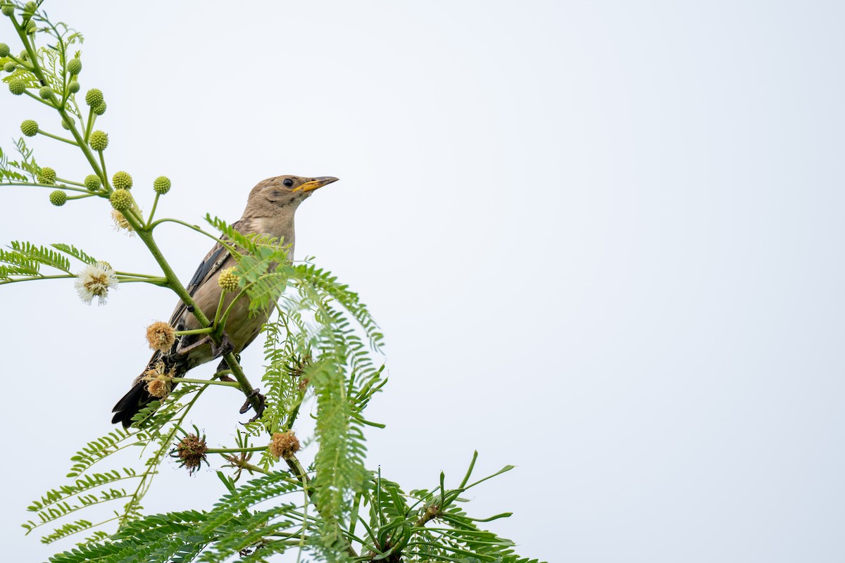 Rosy Starling - ML645396568