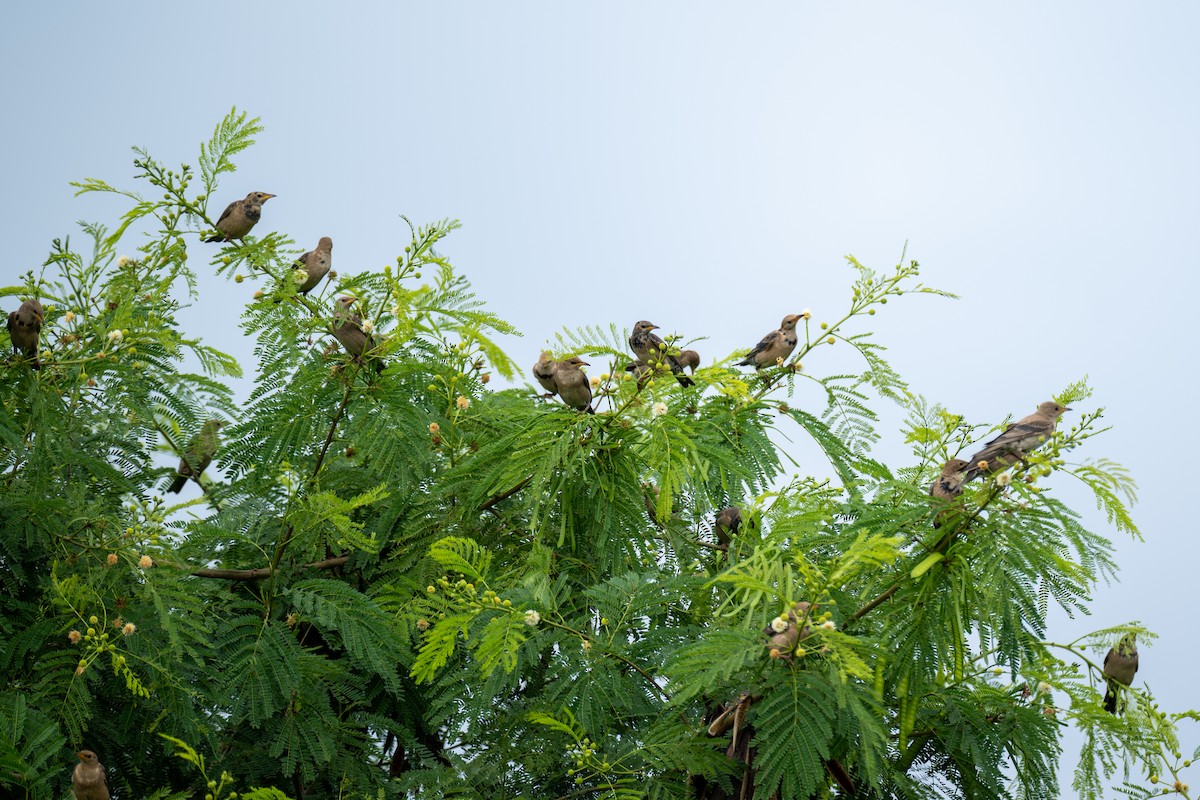 Rosy Starling - ML645396569