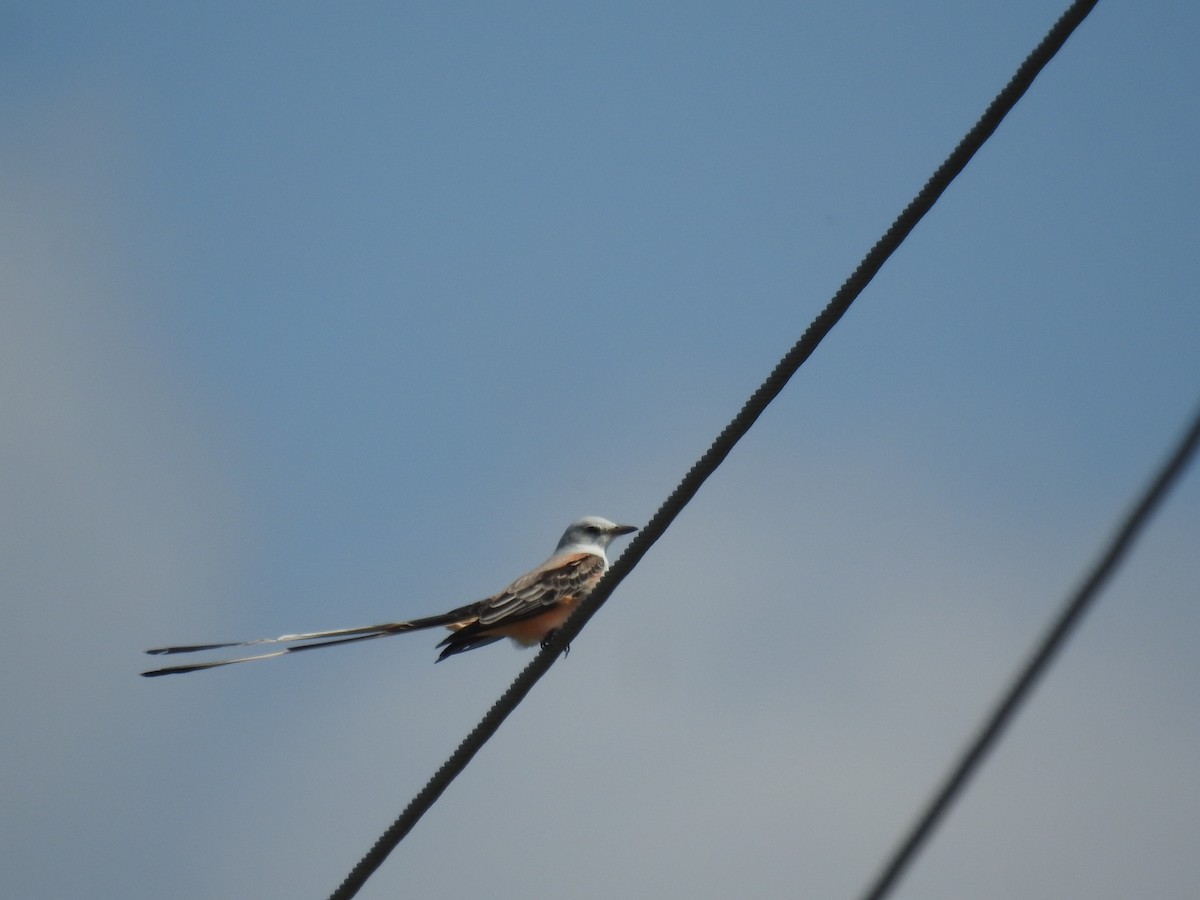 Scissor-tailed Flycatcher - ML645396575