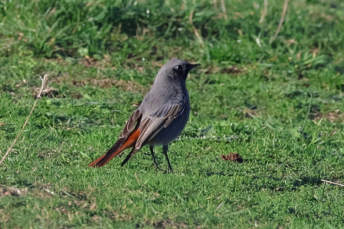 Black Redstart - ML645396590
