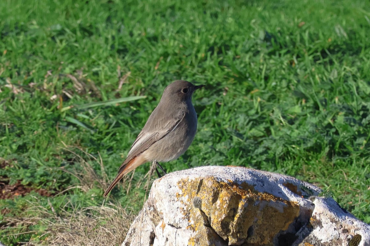 Black Redstart - ML645396591
