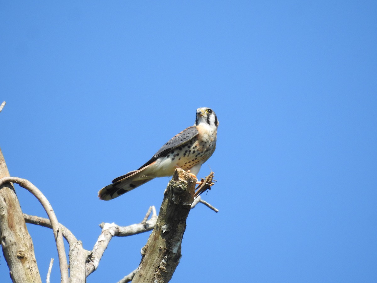 American Kestrel - ML645396605