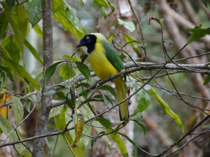 Geai vert (groupe yncas) - ML645396607