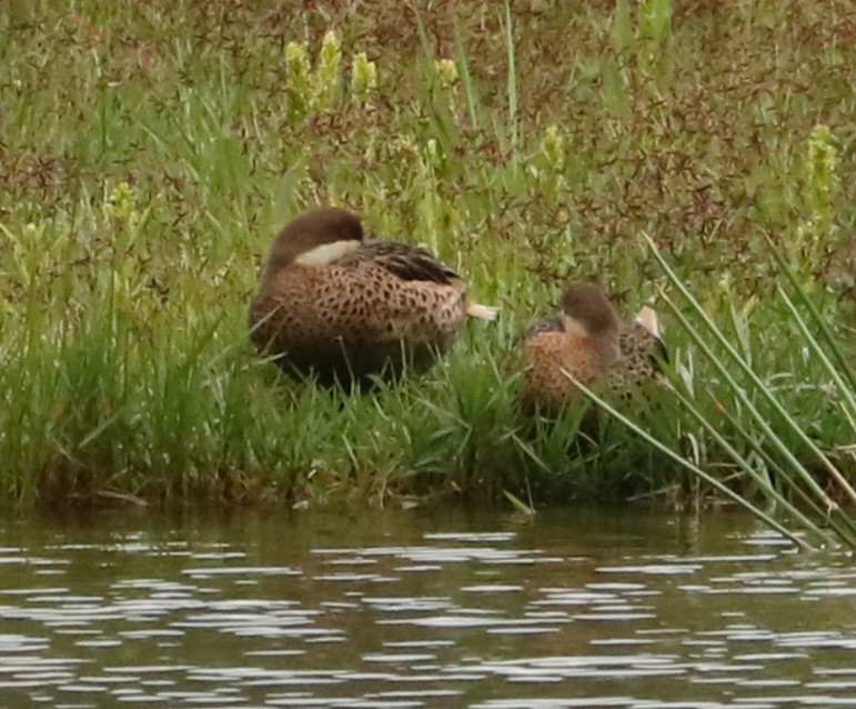 Bahamaente - ML645396608