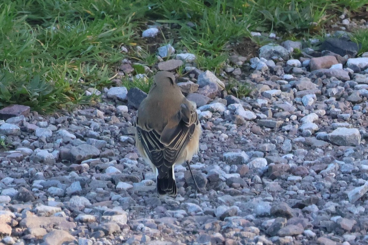 Northern Wheatear - ML645396619