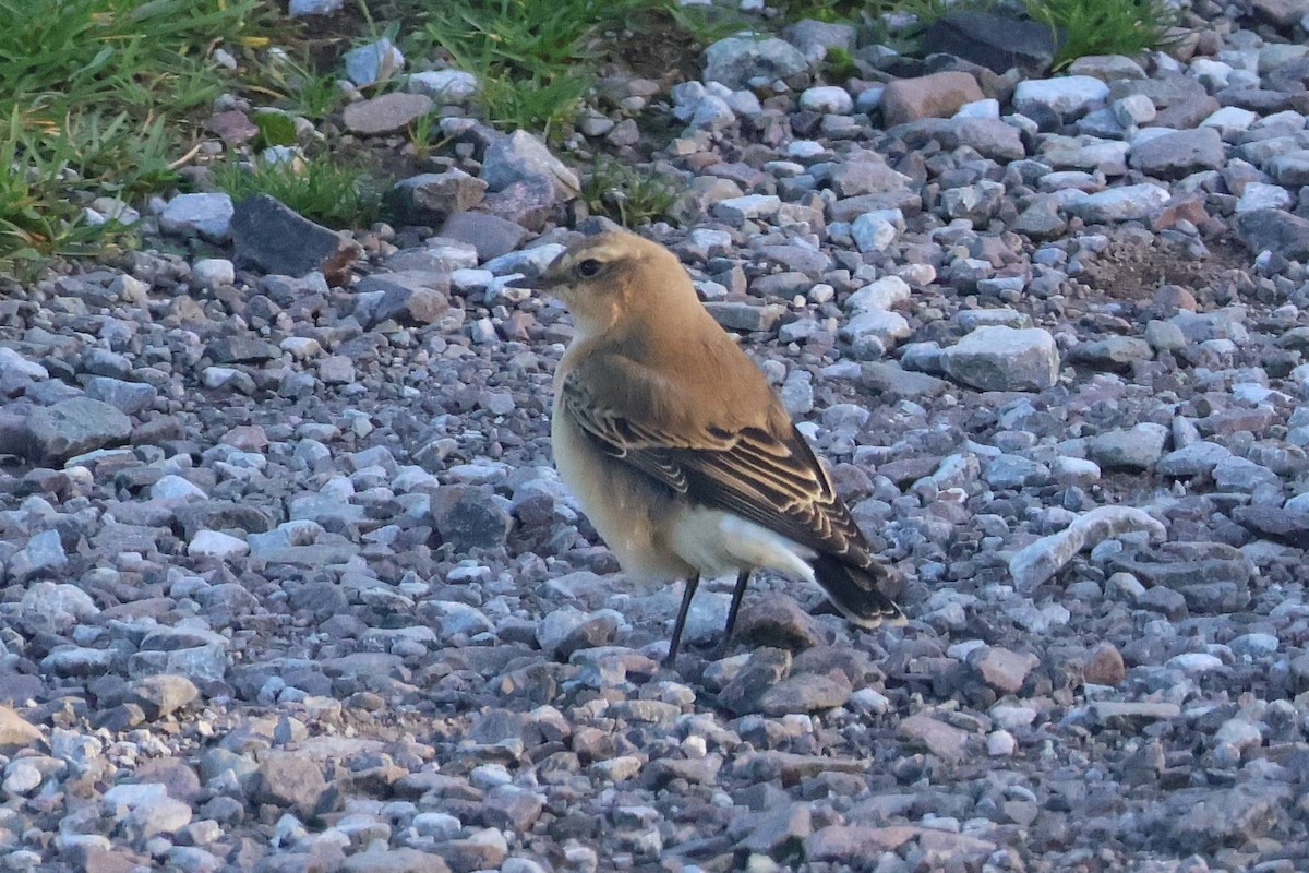 Northern Wheatear - ML645396620