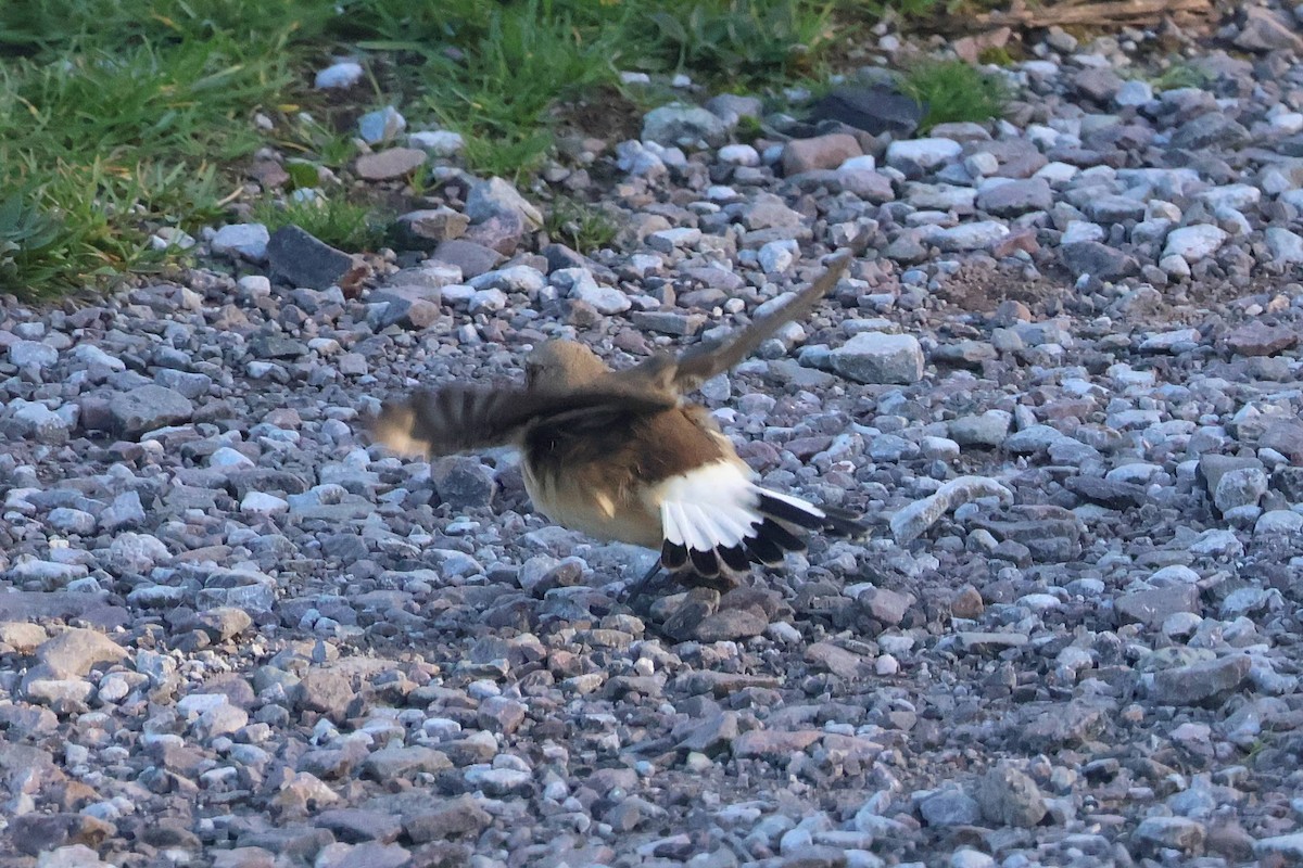Northern Wheatear - ML645396621
