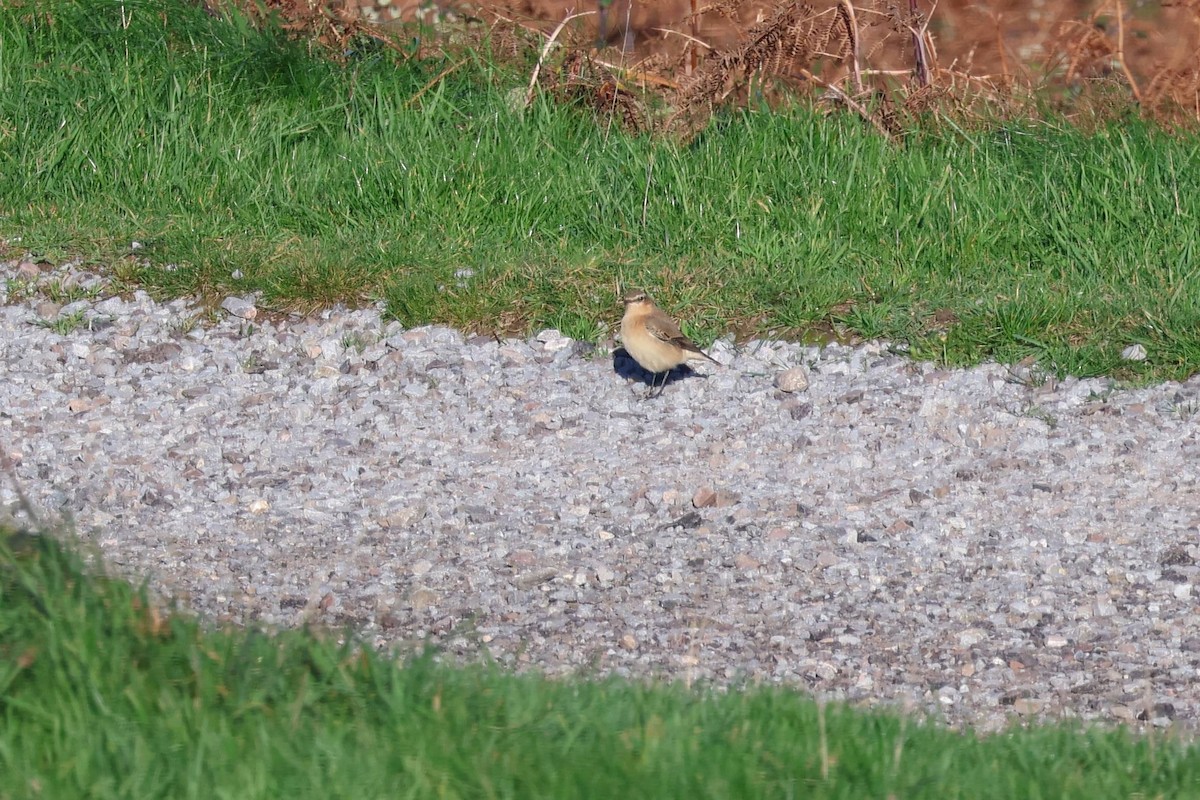 Northern Wheatear - ML645396622