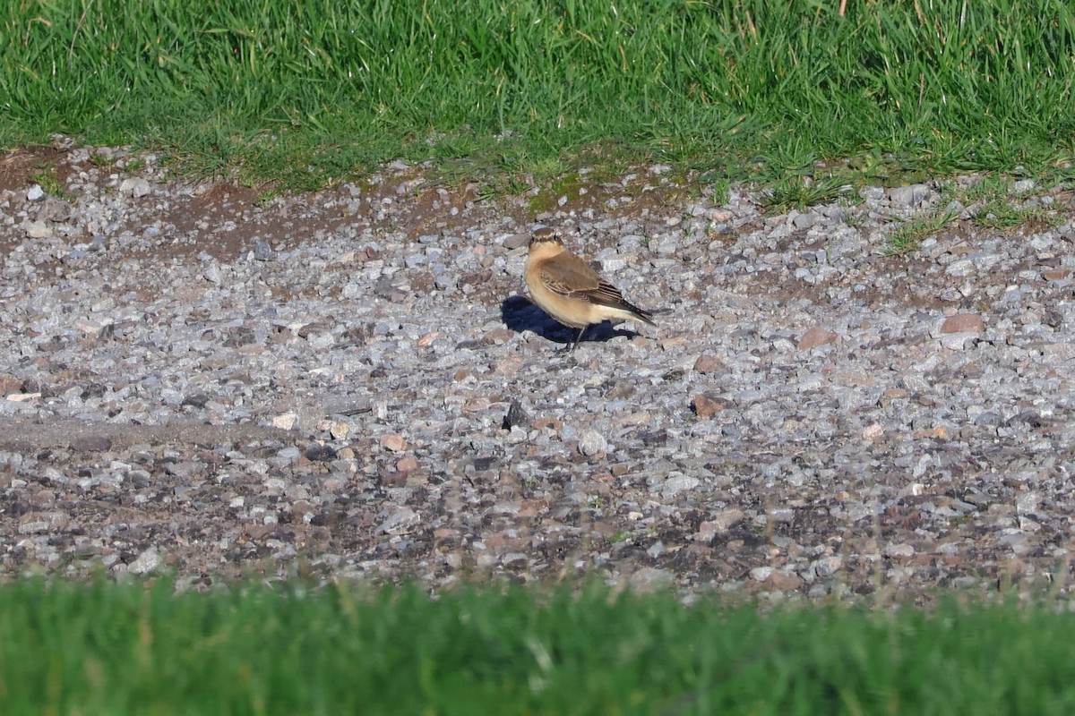 Northern Wheatear - ML645396623
