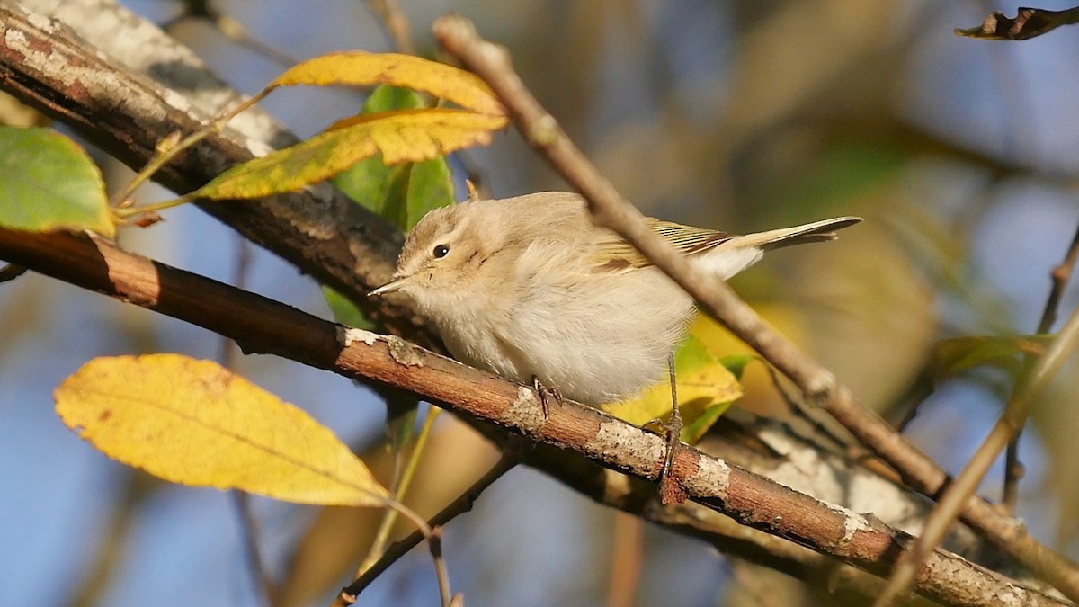 budníček menší - ML645396634