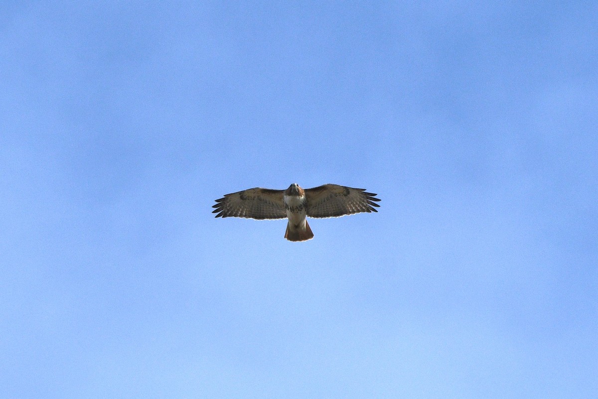 káně rudochvostá - ML645396641