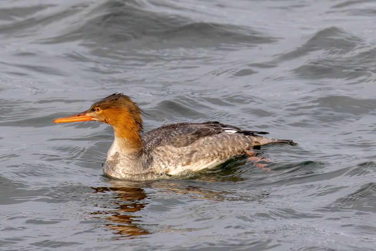 Red-breasted Merganser - ML645396642