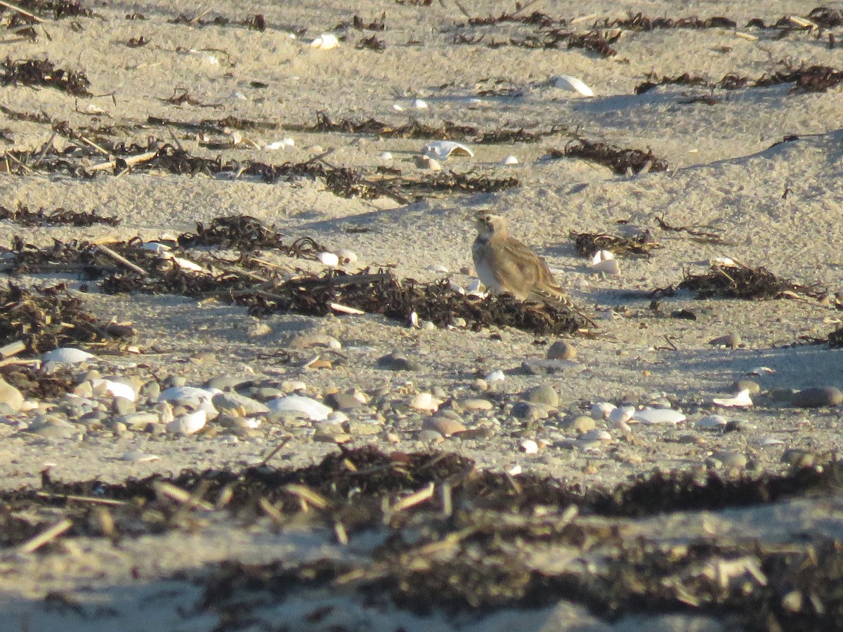 Horned Lark - ML645396659