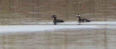 White-winged Scoter - ML645396662