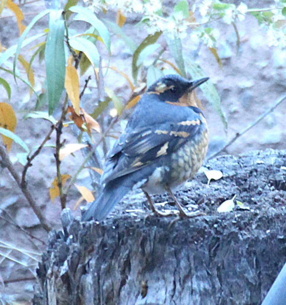 Halsbanddrossel - ML645396669