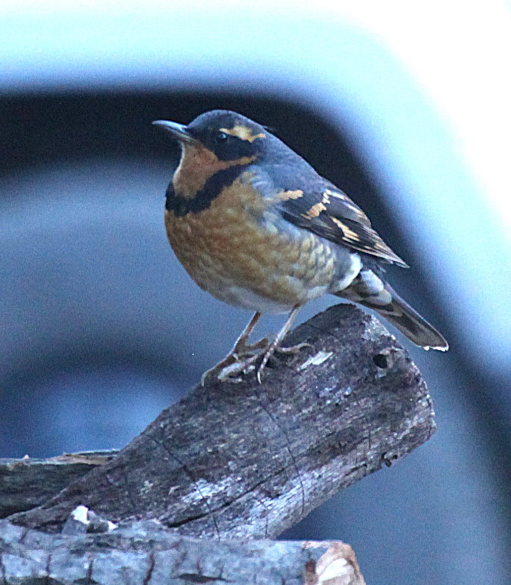 Halsbanddrossel - ML645396670