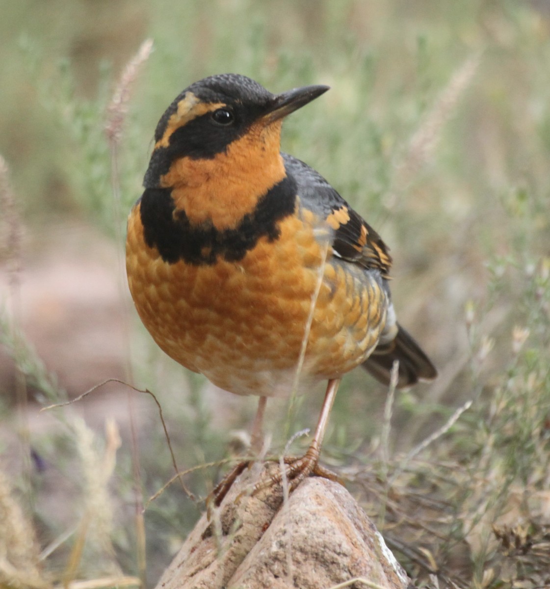 Halsbanddrossel - ML645396671