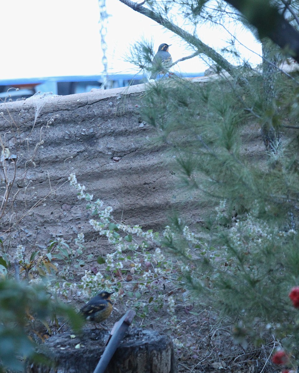 Halsbanddrossel - ML645396672