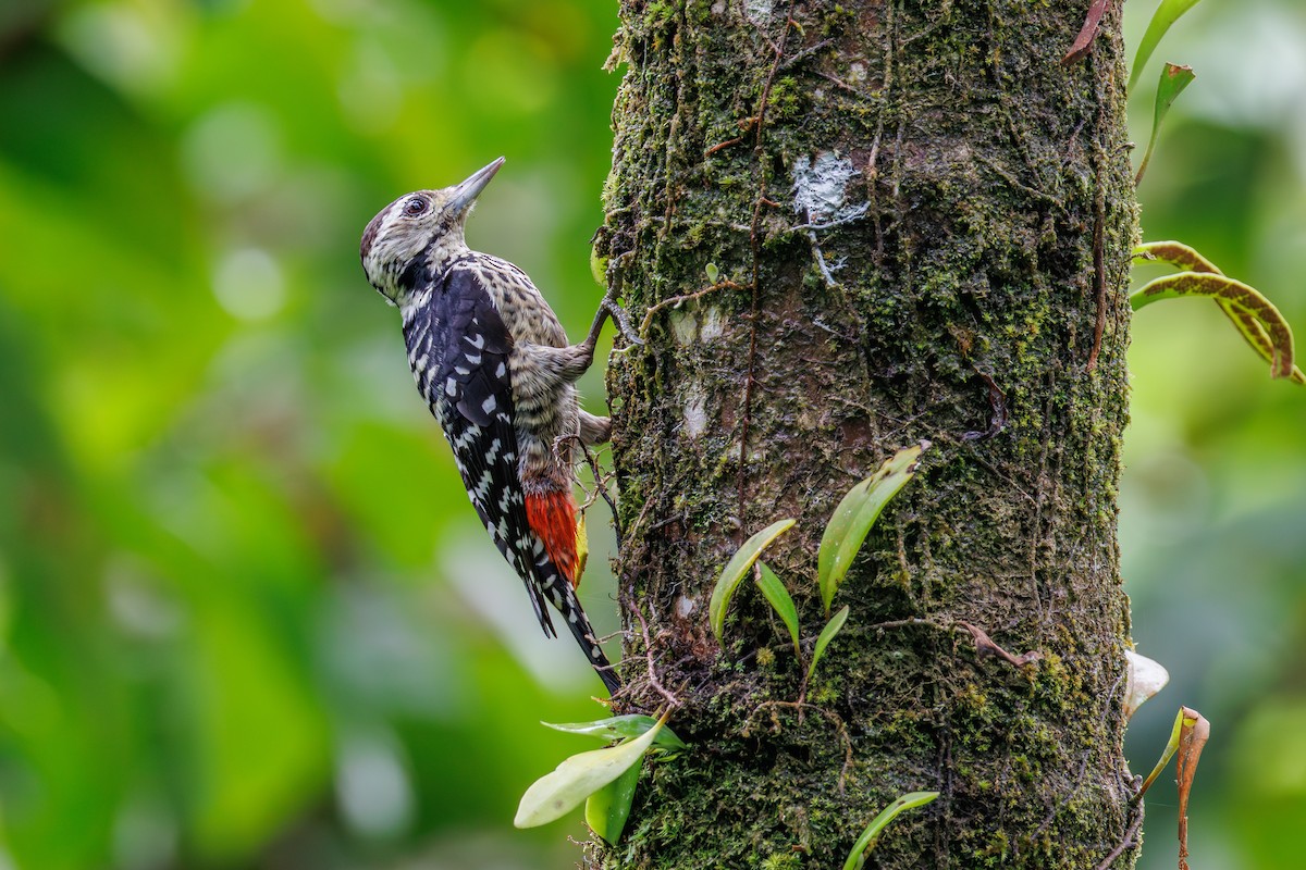 Freckle-breasted Woodpecker - ML645396677