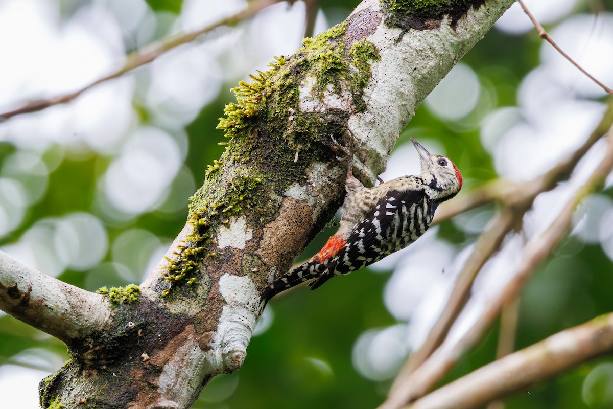 Freckle-breasted Woodpecker - ML645396678