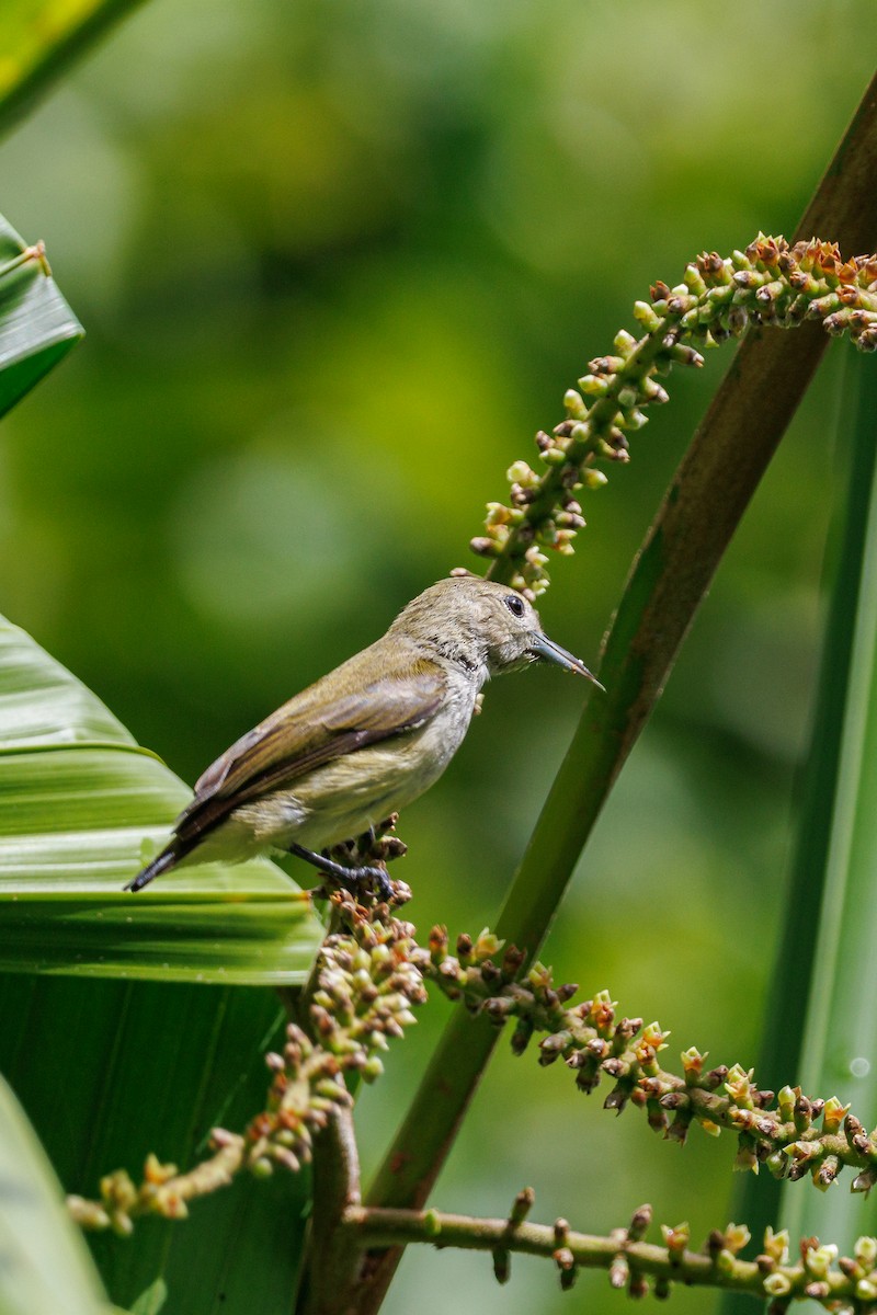 Andaman Flowerpecker - ML645396685