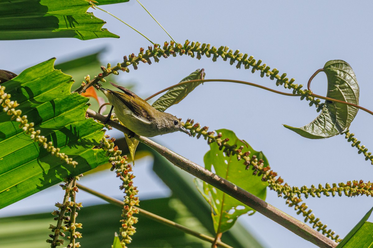 Andaman Flowerpecker - ML645396686