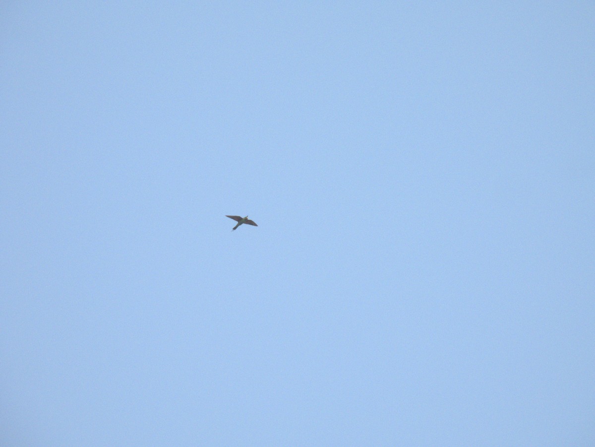 blåkinnbieter - ML645396718