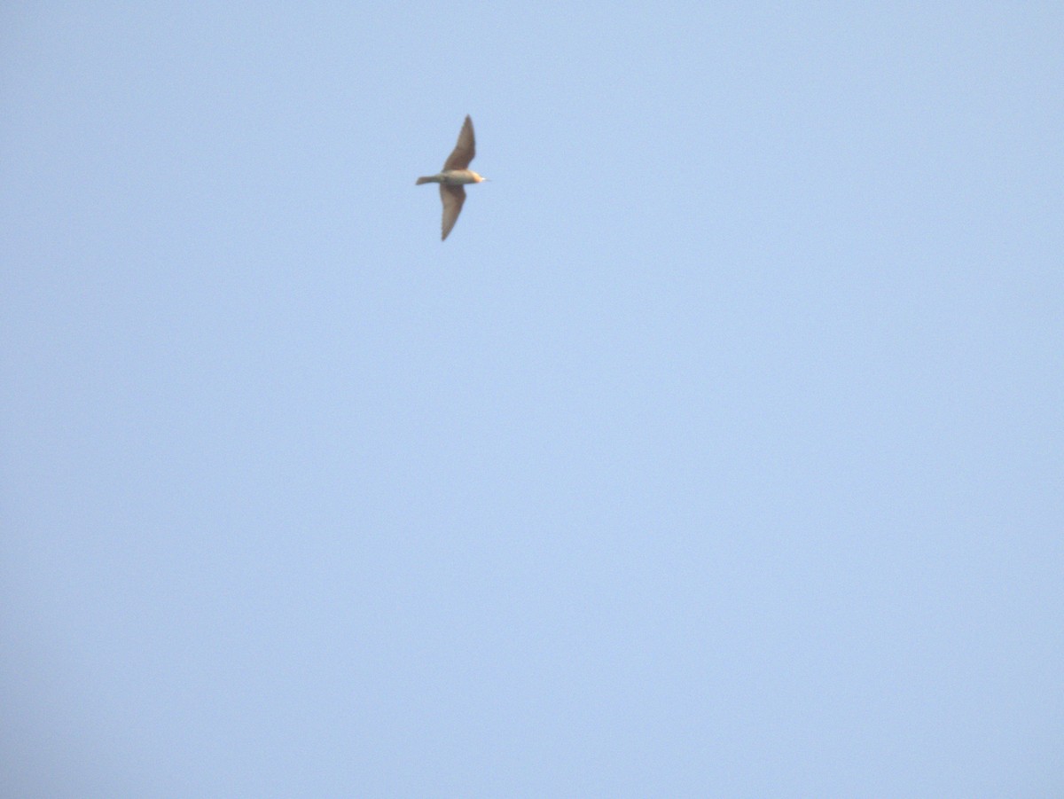 blåkinnbieter - ML645396719