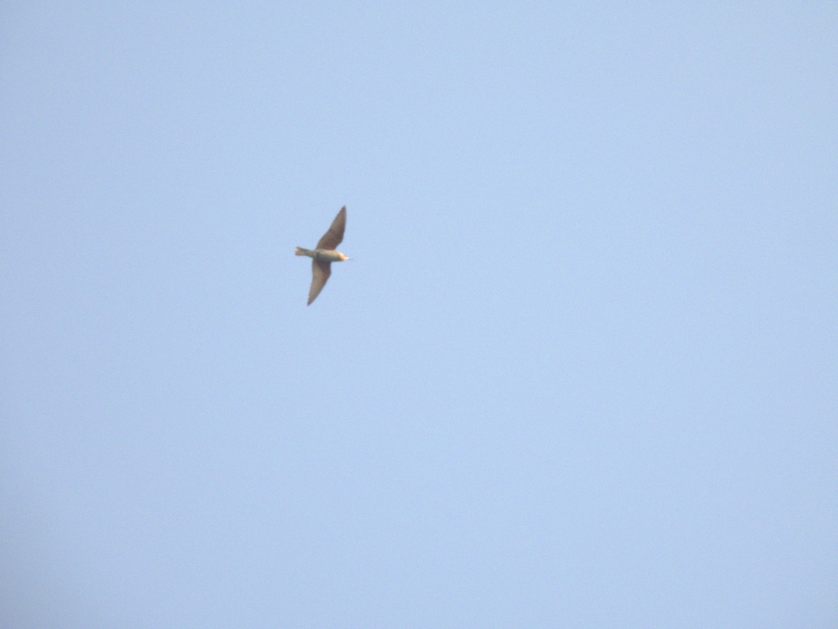 blåkinnbieter - ML645396720