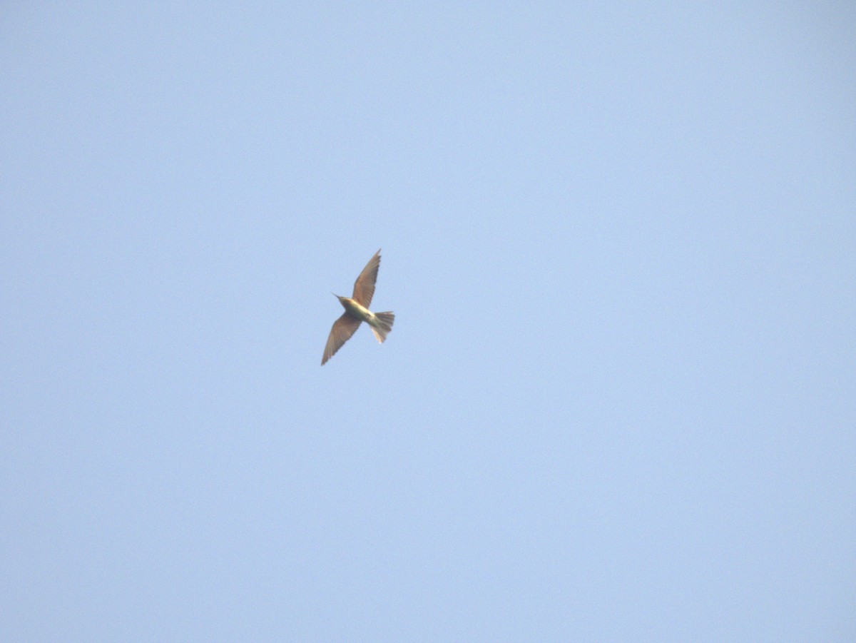 blåkinnbieter - ML645396722