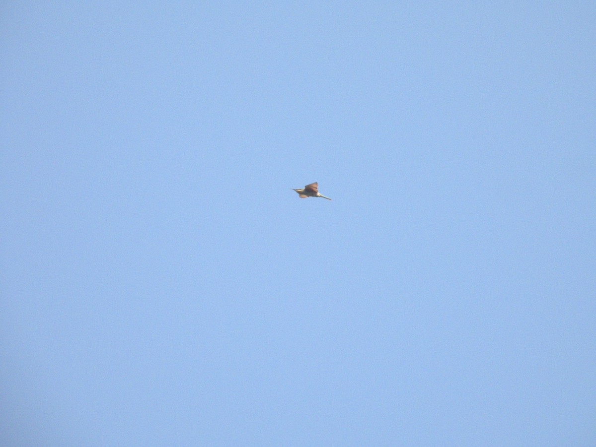 blåkinnbieter - ML645396725