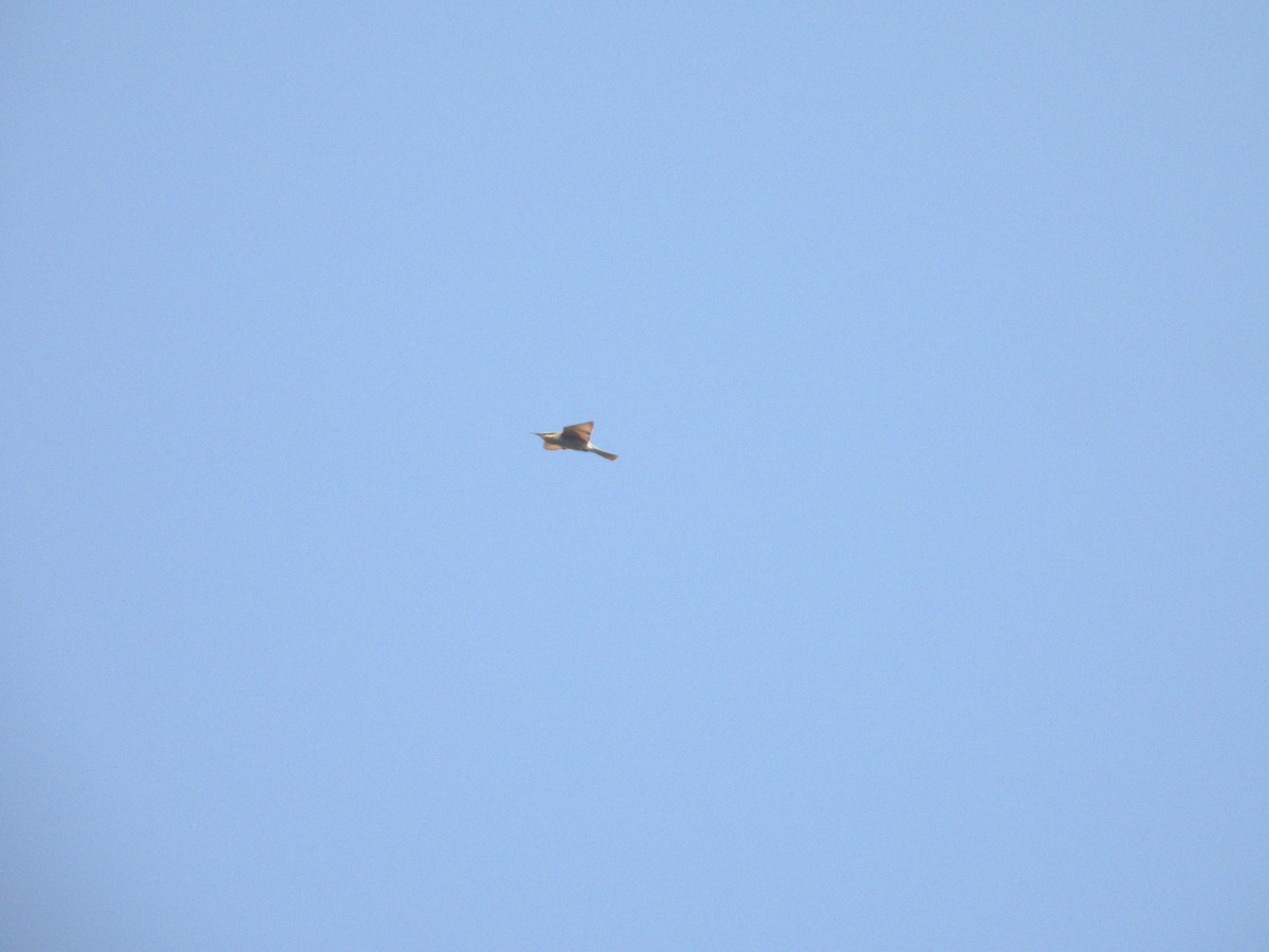 blåkinnbieter - ML645396726