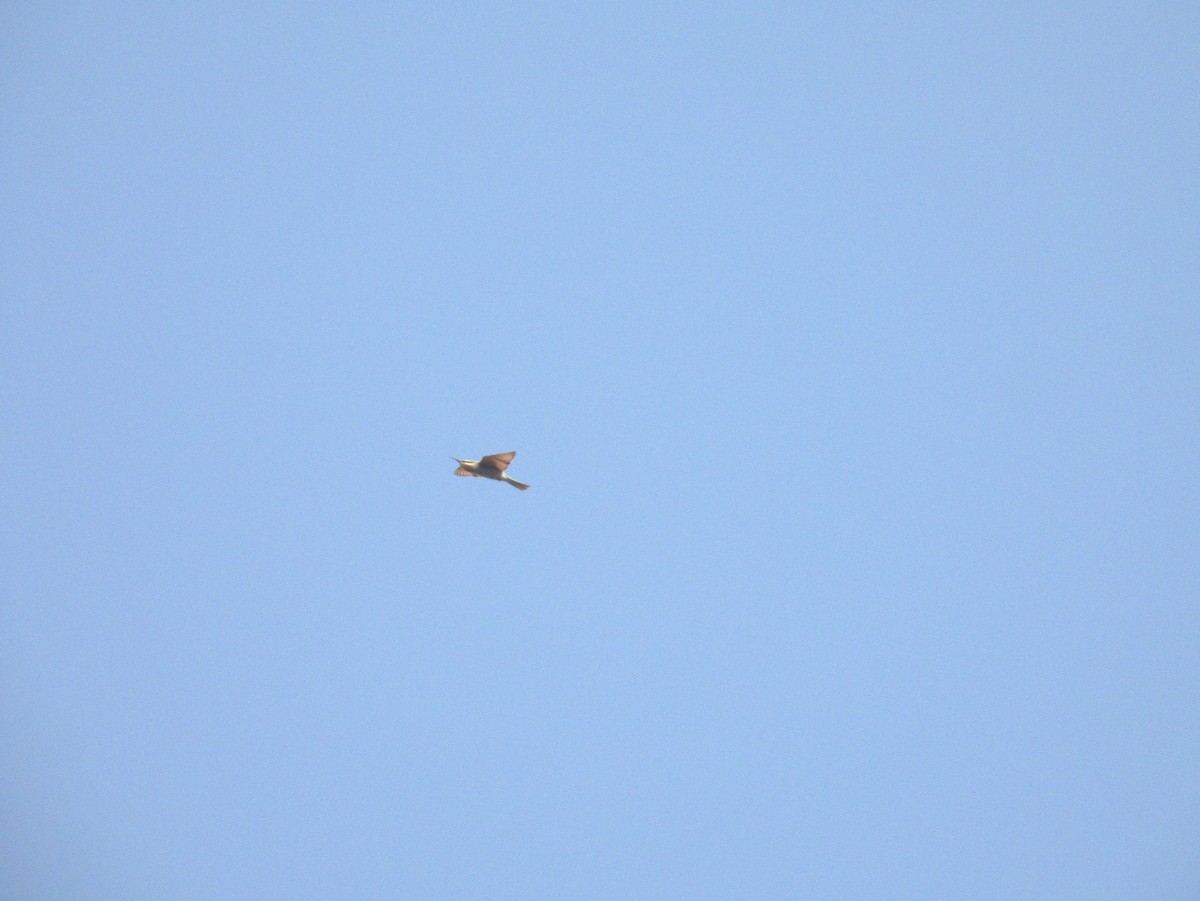 blåkinnbieter - ML645396727