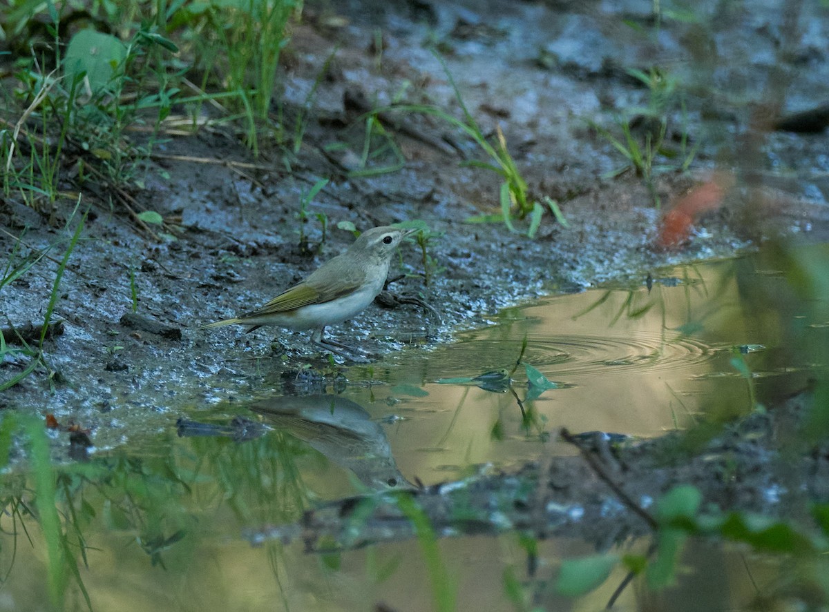 Eastern Bonelli's Warbler - ML645396736