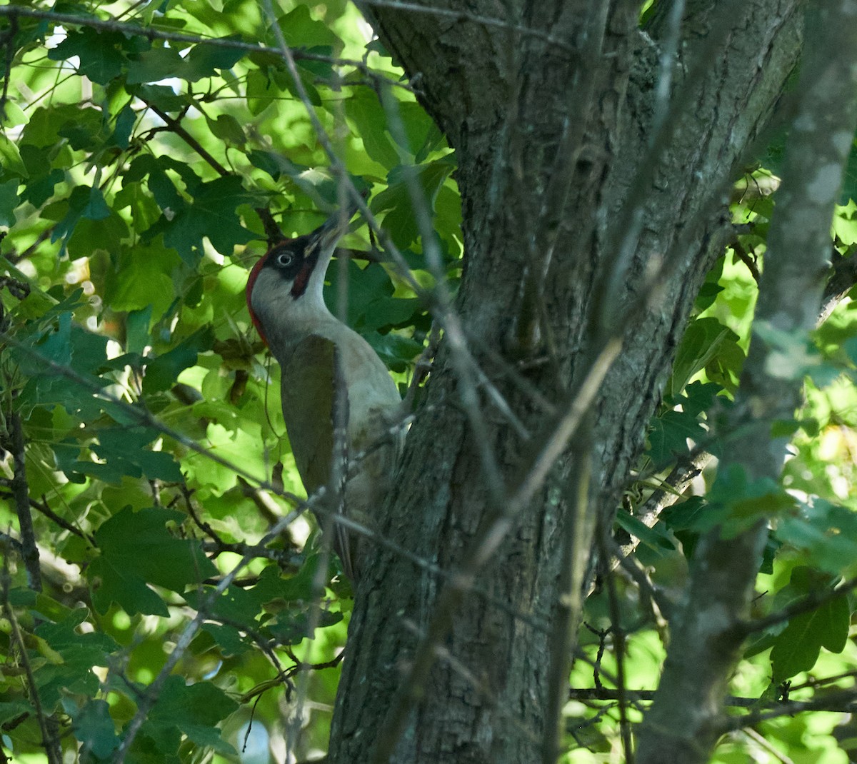 נקר ירוק - ML645396752