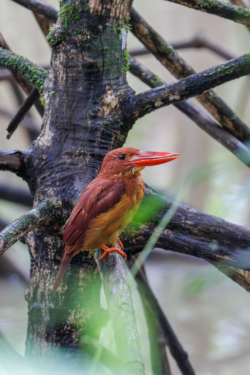 Ruddy Kingfisher - ML645396760
