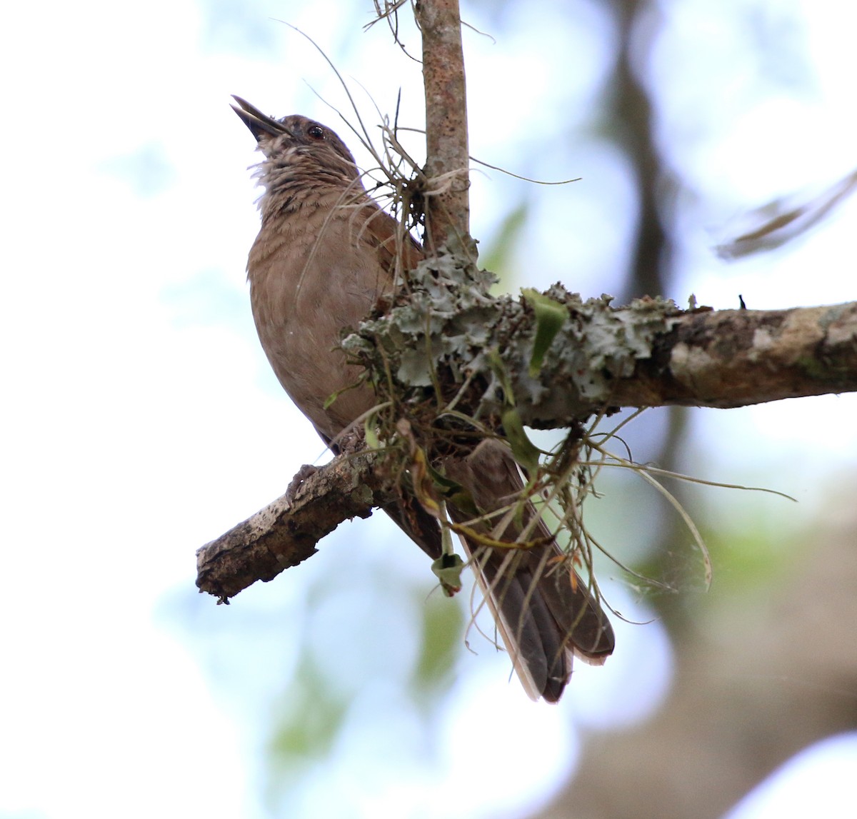 Pale-breasted Thrush - ML645396764