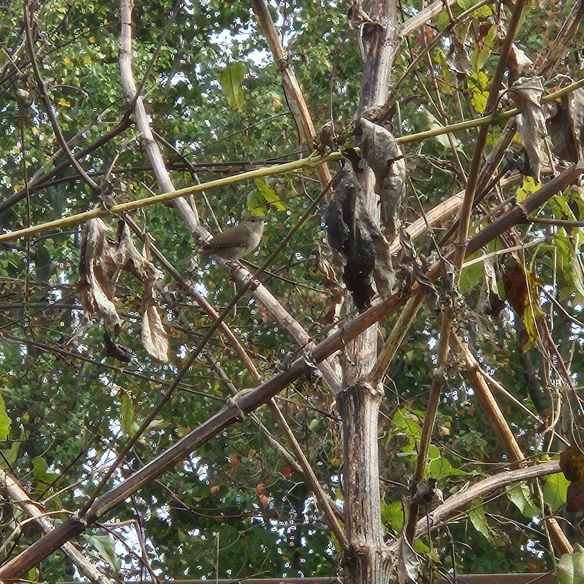 Northern House Wren - ML645396773