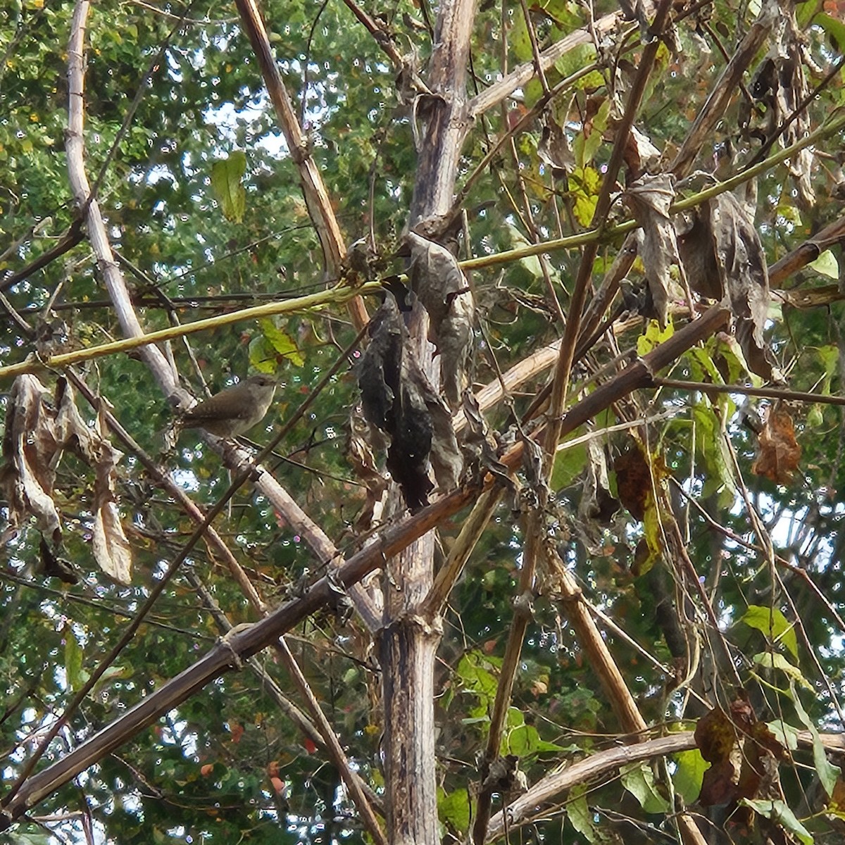 Northern House Wren - ML645396774