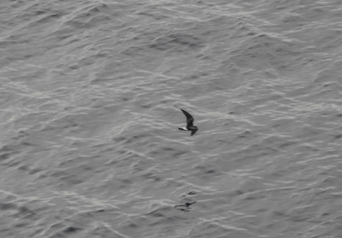 Townsend's Storm-Petrel - ML645396786