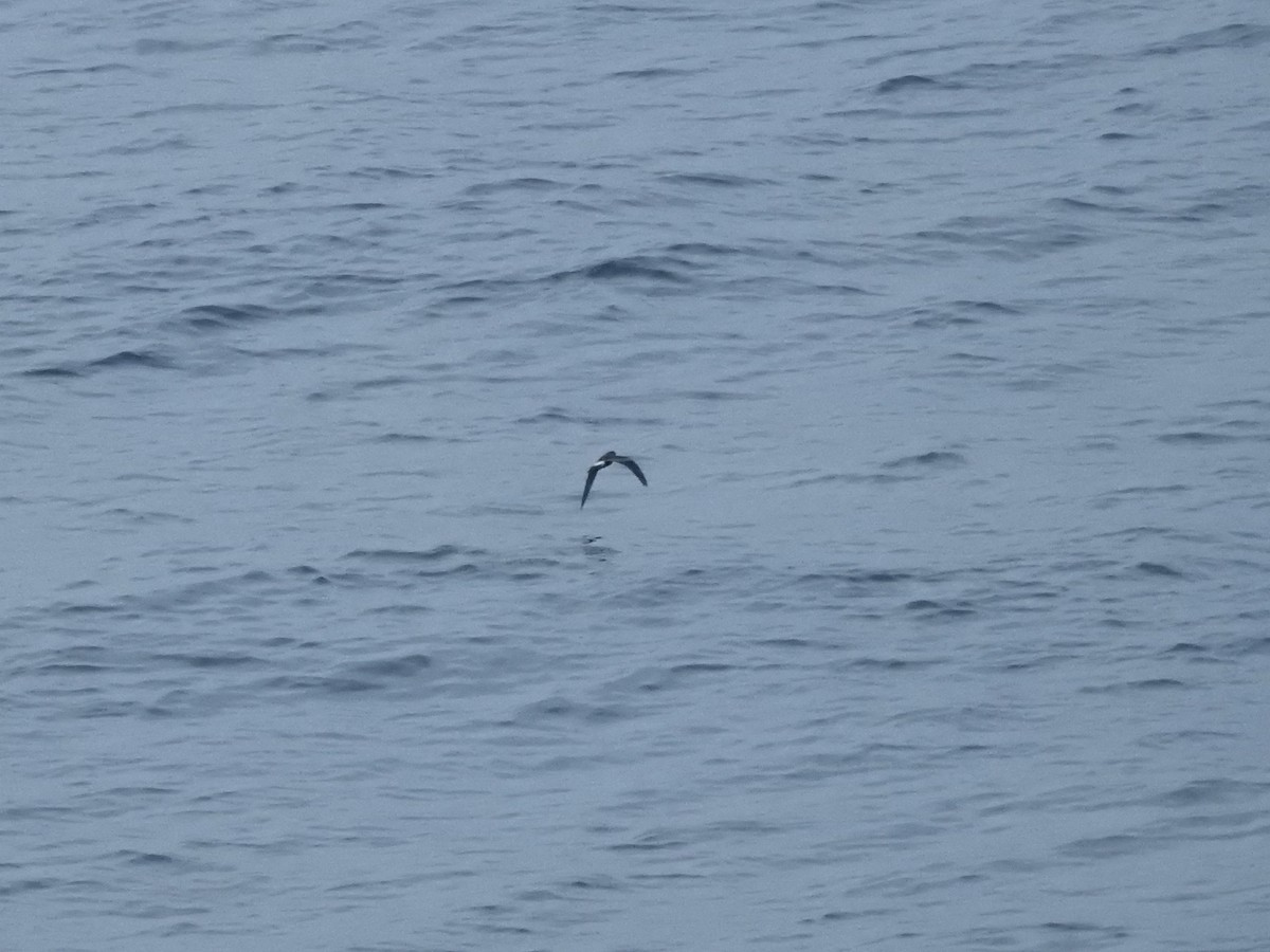 Townsend's Storm-Petrel - ML645396787