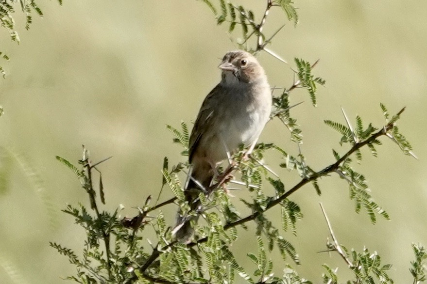 Cassin's Sparrow - ML645396788