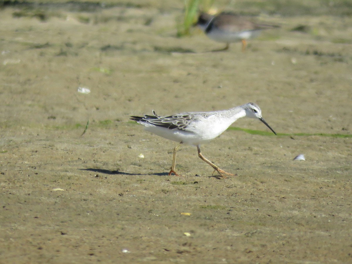 lyskonoh dlouhozobý - ML645396791