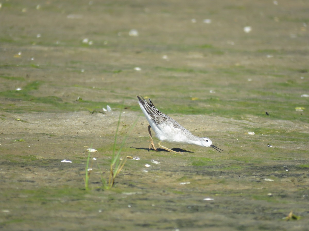 lyskonoh dlouhozobý - ML645396792