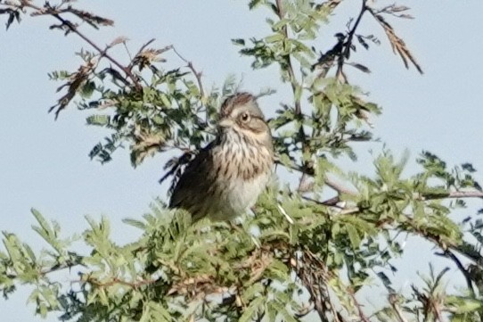 Lincoln's Sparrow - ML645396797