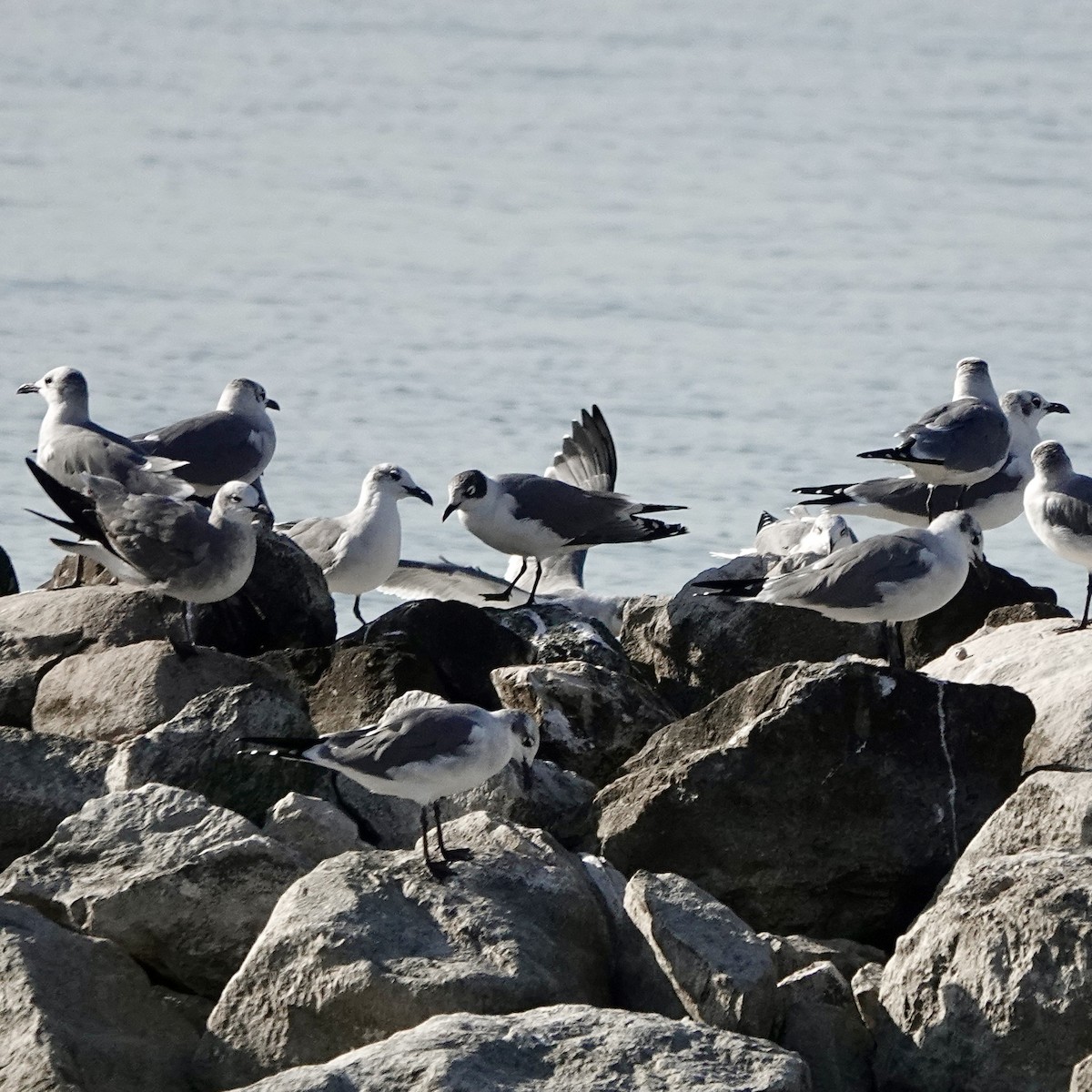 Franklin's Gull - ML645396831