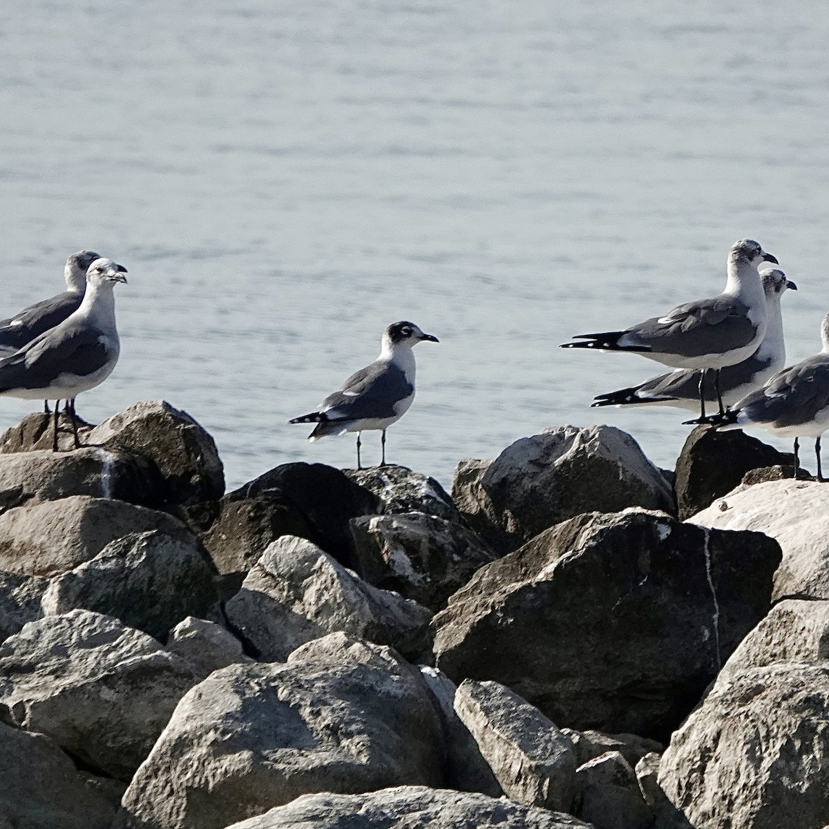 Franklin's Gull - ML645396832